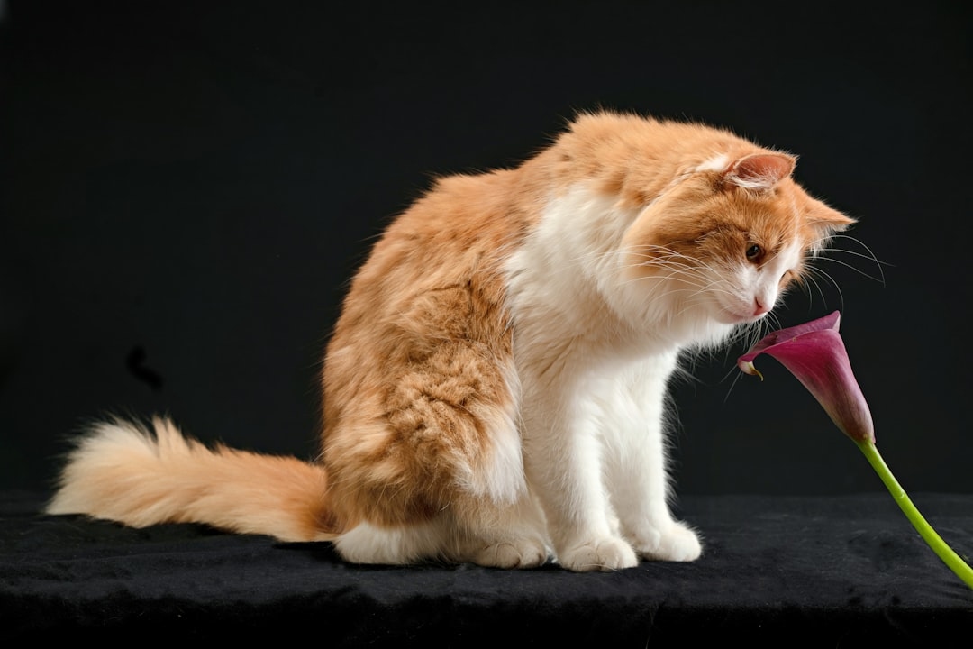 Are stargazer lilies the worst for cats