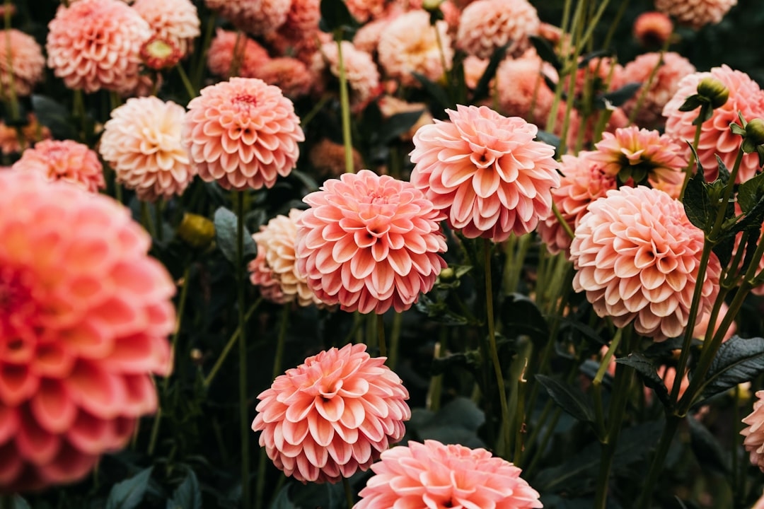 Everything you need to know about dahlias