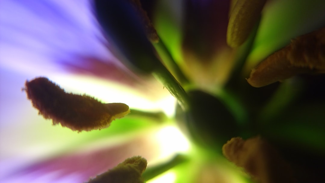 How light wavelengths affect flower color longevity
