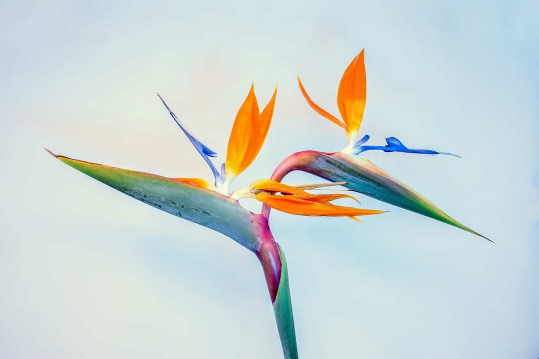 Flowers that look like birds